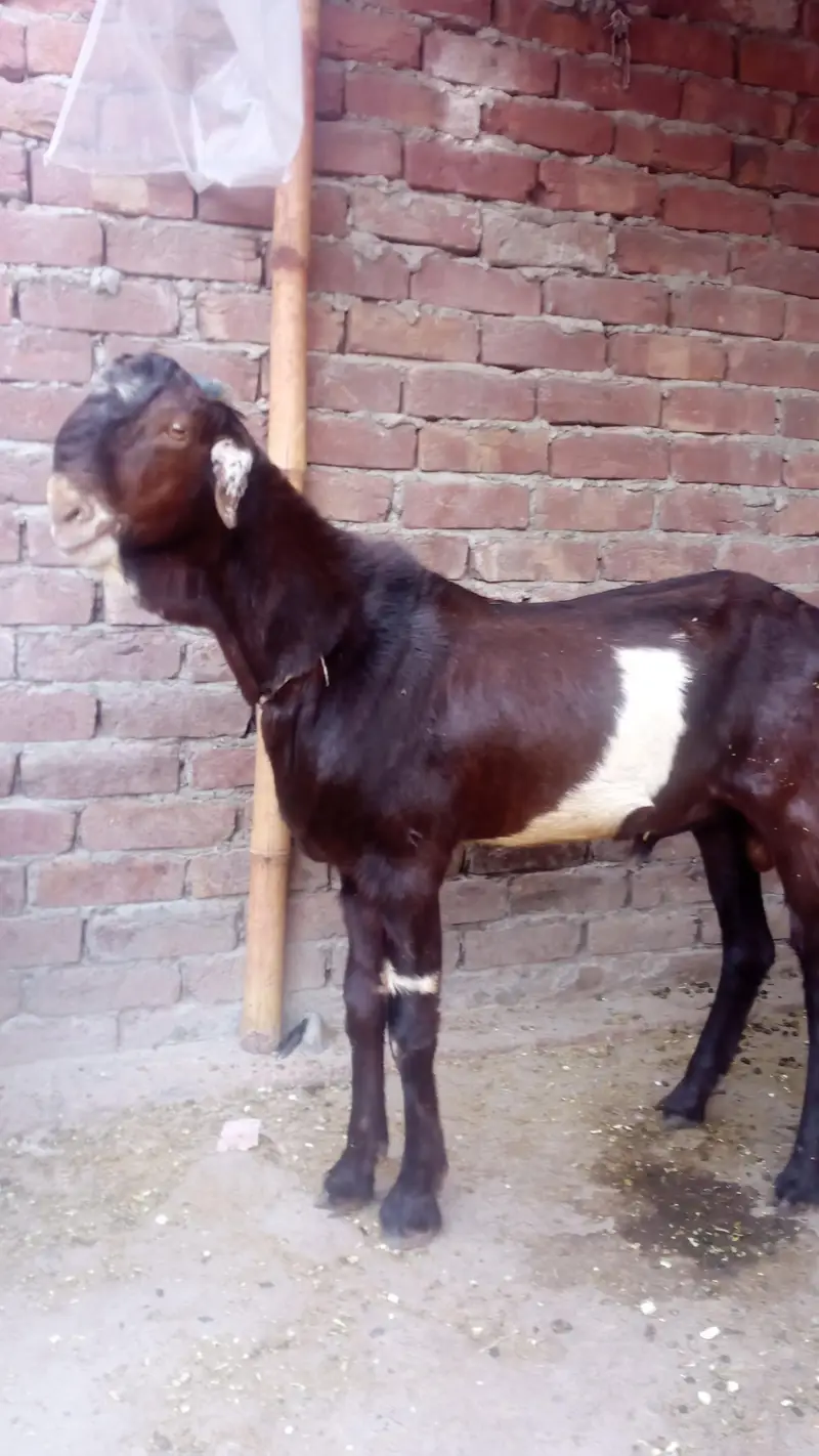 tedda bakra — photo 3