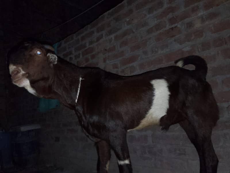 tedda bakra 3