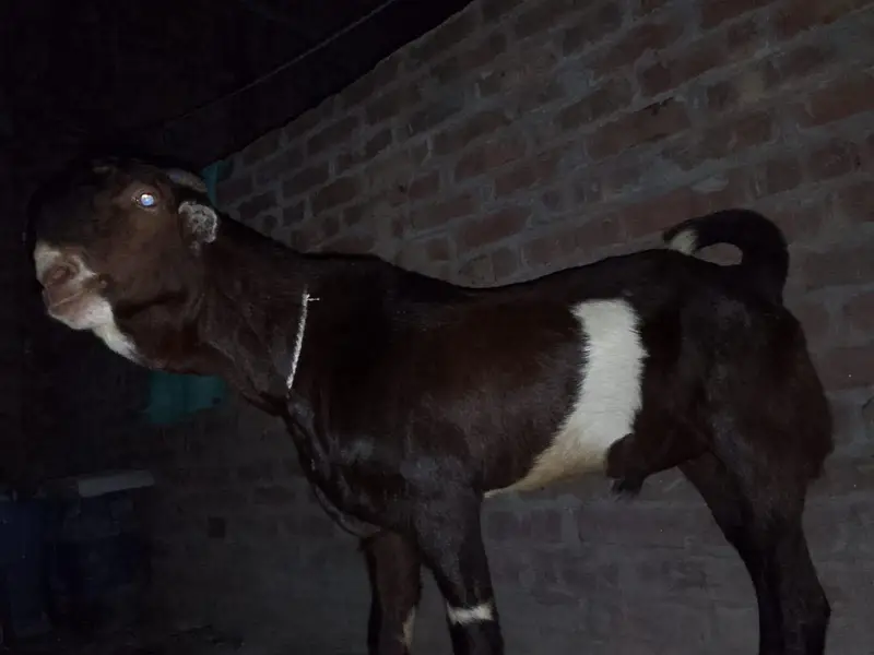 tedda bakra — photo 4