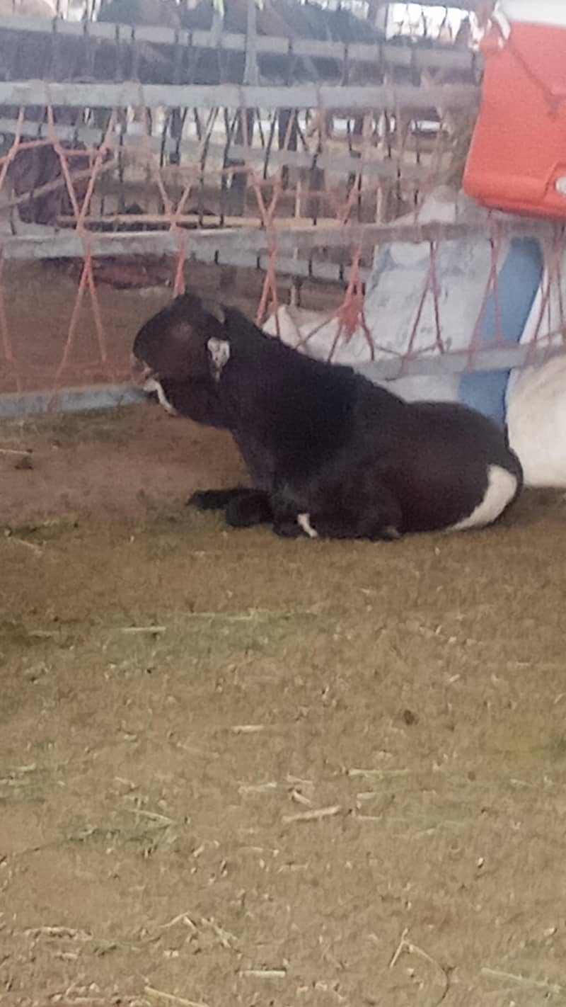 tedda bakra 4