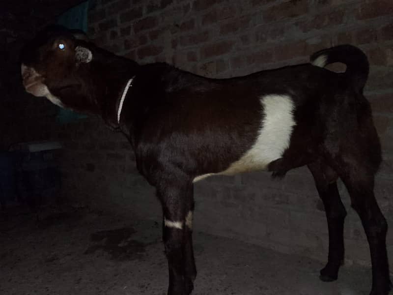 tedda bakra 5