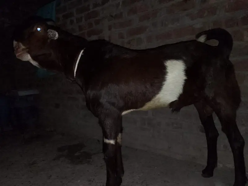 tedda bakra — photo 6