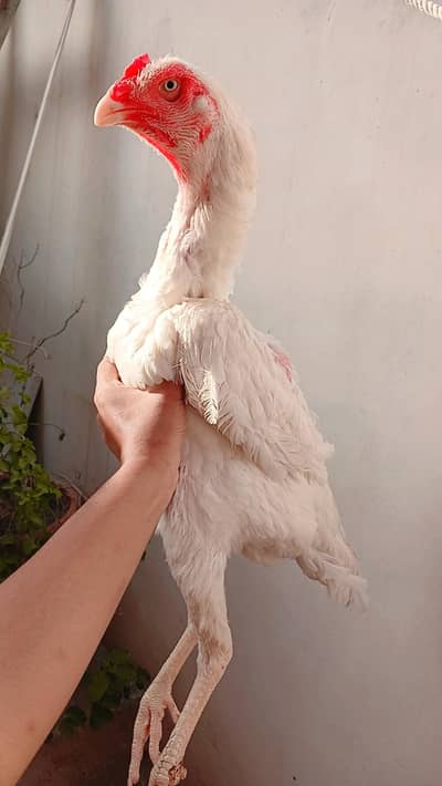 king shamo female available for sale