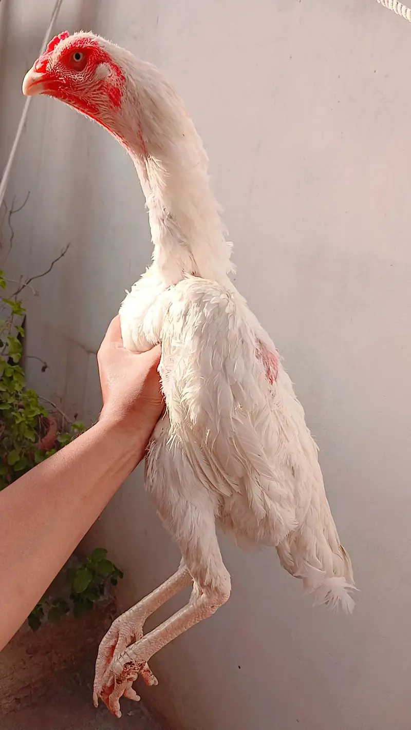 king shamo female available for sale — photo 2
