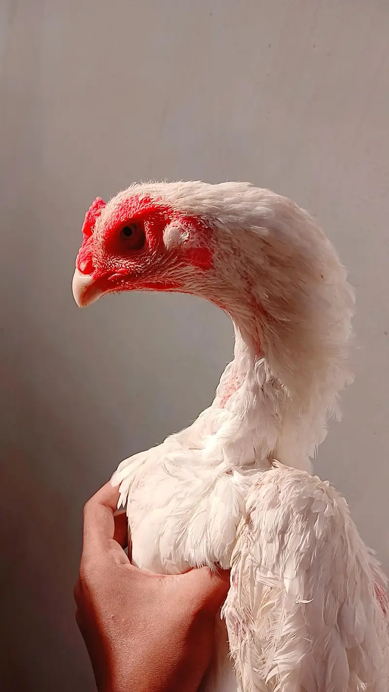 king shamo female available for sale — photo 3