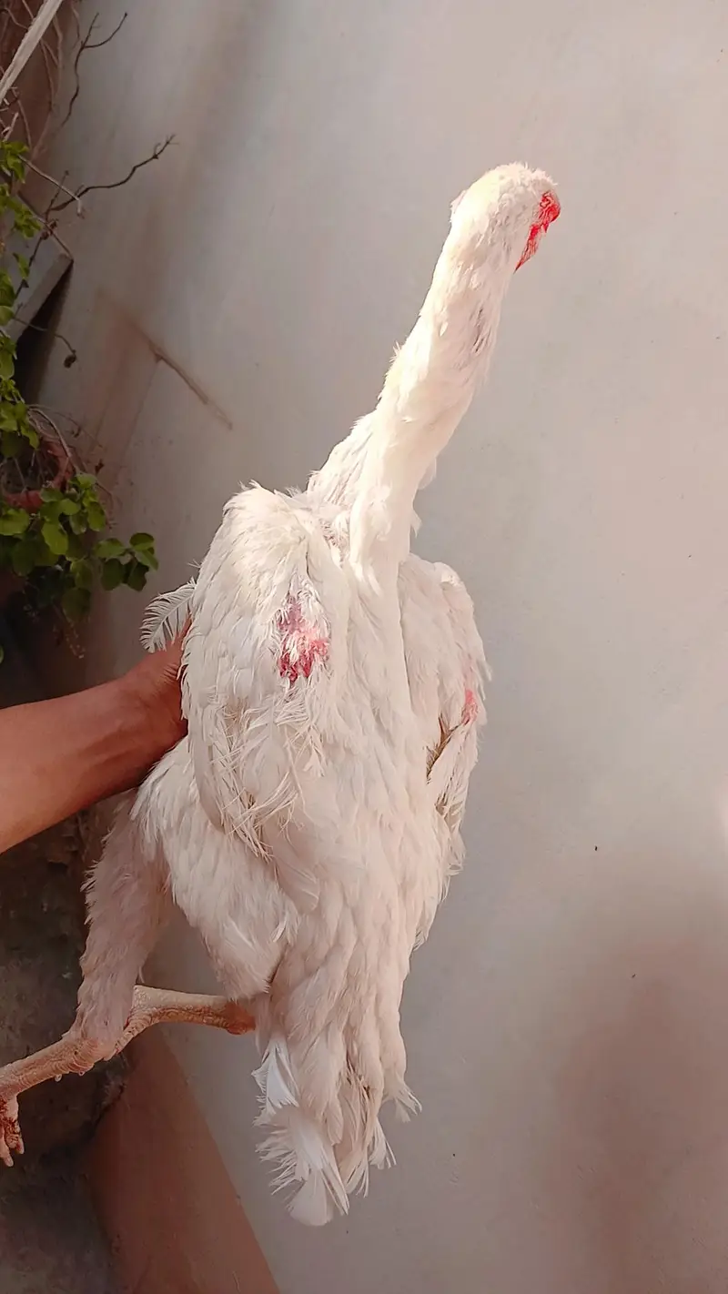 king shamo female available for sale — photo 4