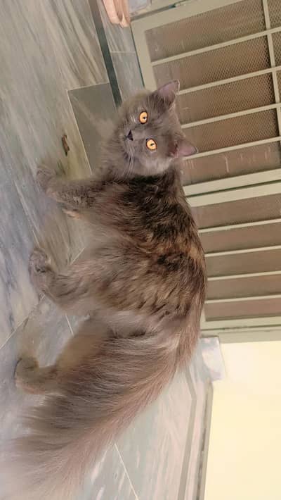 Persian cat