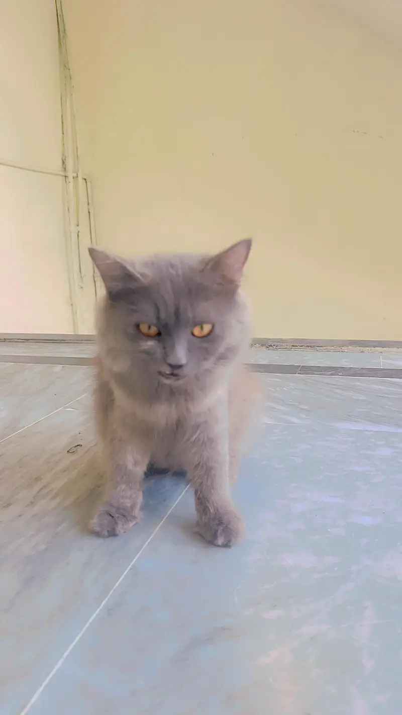 Persian cat — photo 3