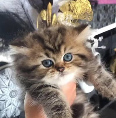 Persian kitten calico and ginger  pair for sale