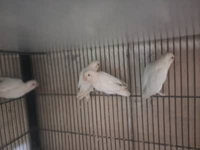 White Lovebirds breeder pair