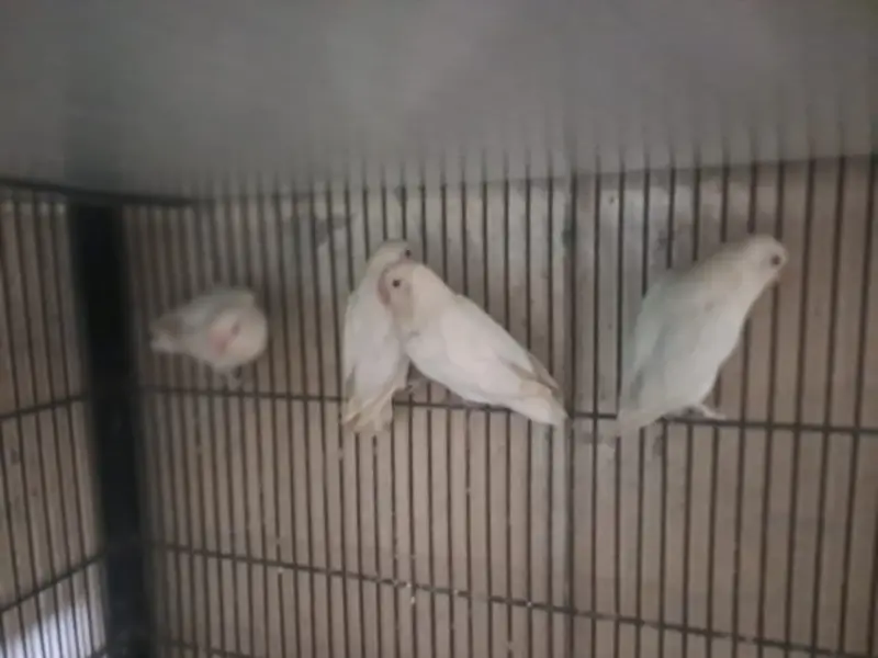 White Lovebirds breeder pair — photo 2