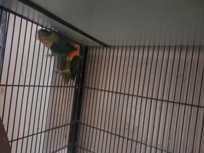 White Lovebirds breeder pair — photo 3