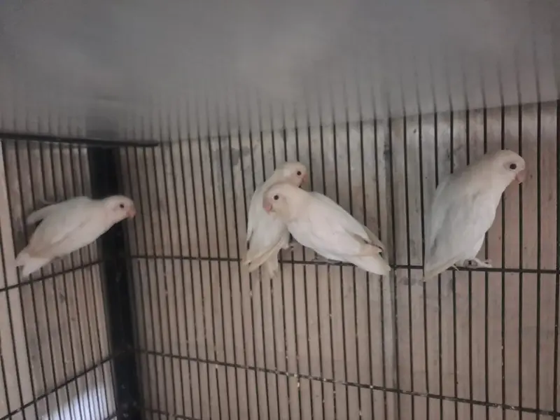 White Lovebirds breeder pair — photo 4