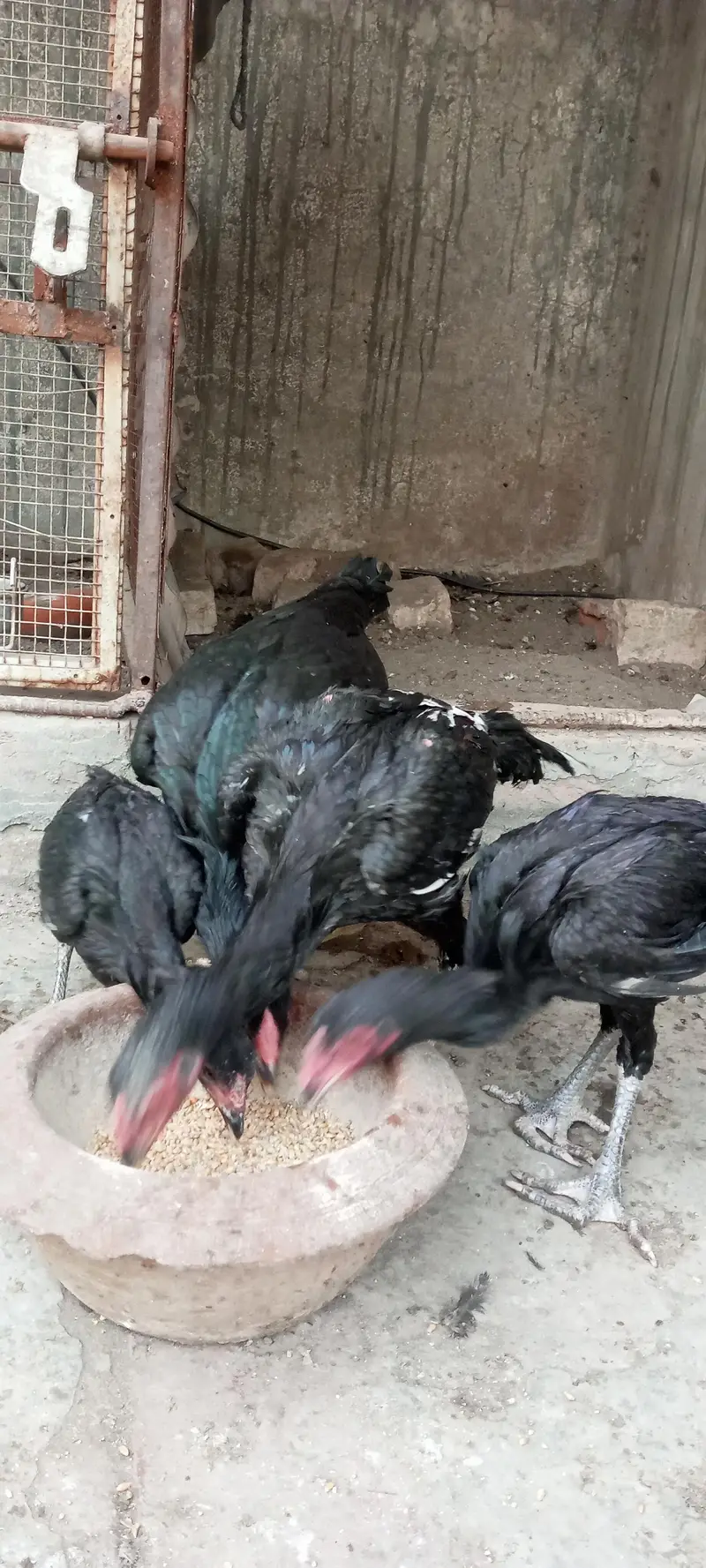 group of aseel — photo 3
