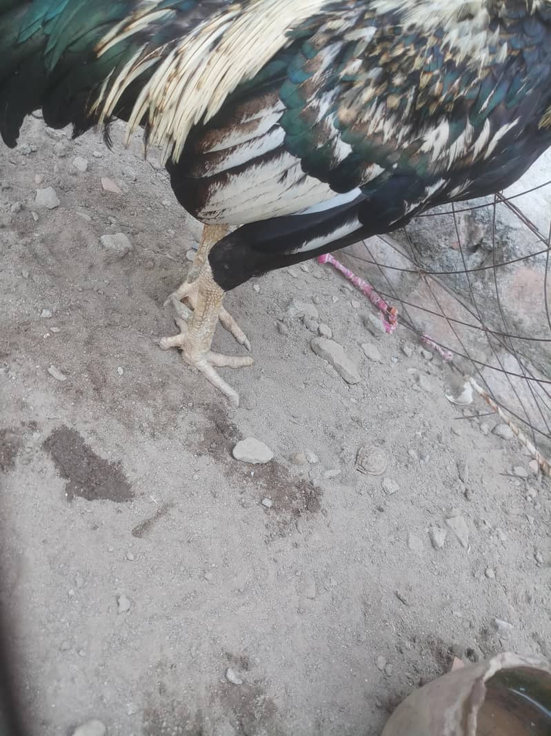 all ok 10