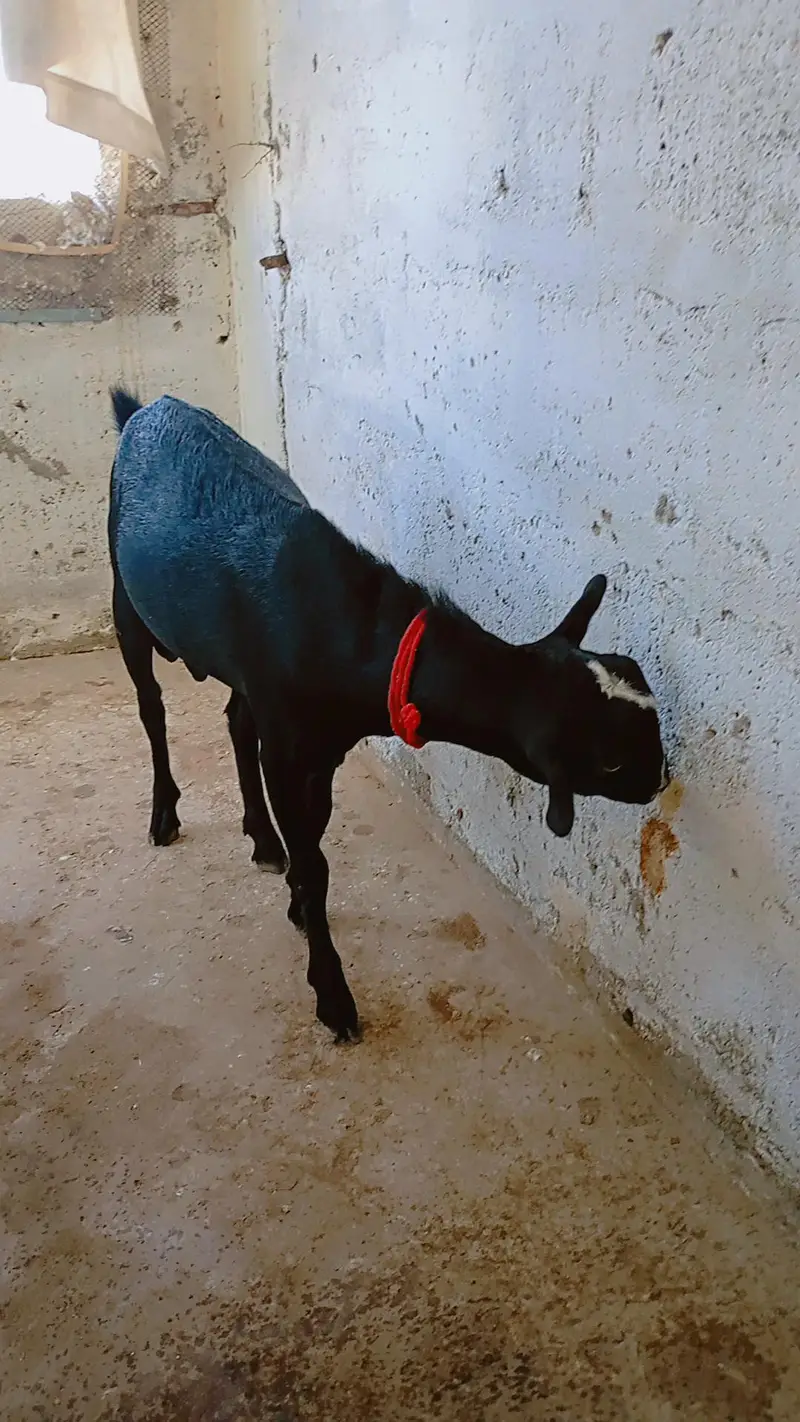 teddy bakry — photo 4