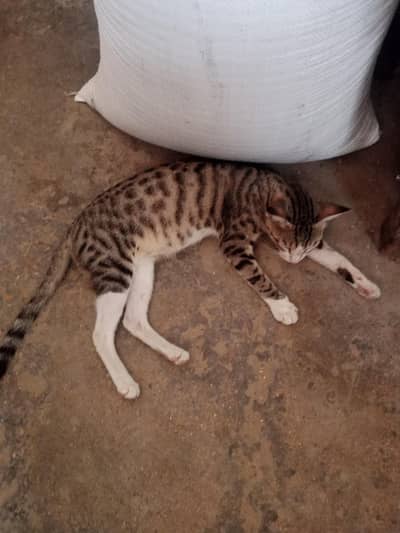 My cats