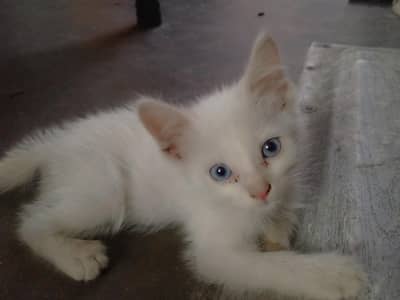 cute cat