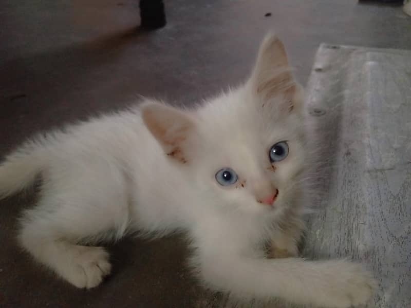 cute cat 0