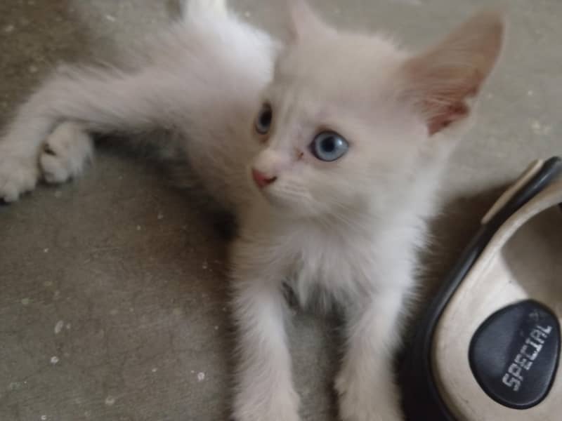 cute cat 1