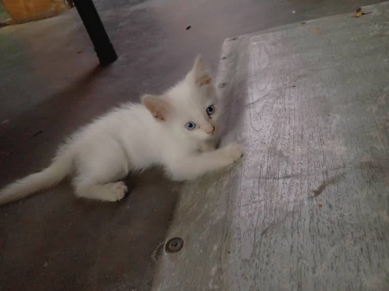 cute cat 2