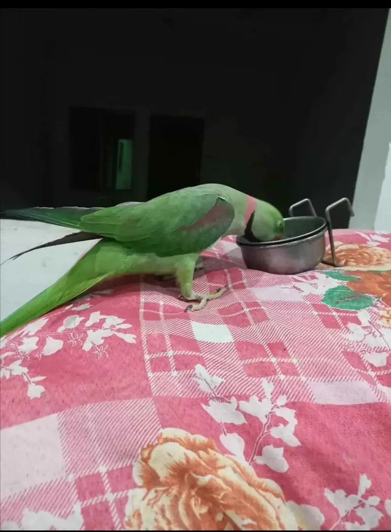 raw parrot male jumbo size — photo 3