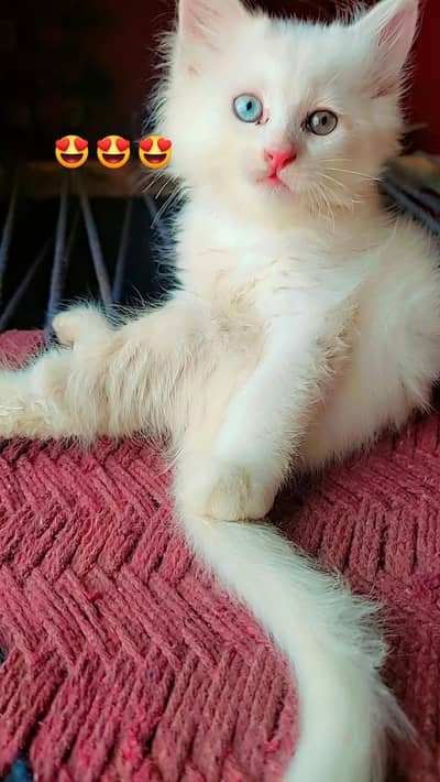Persian triple coat kittens