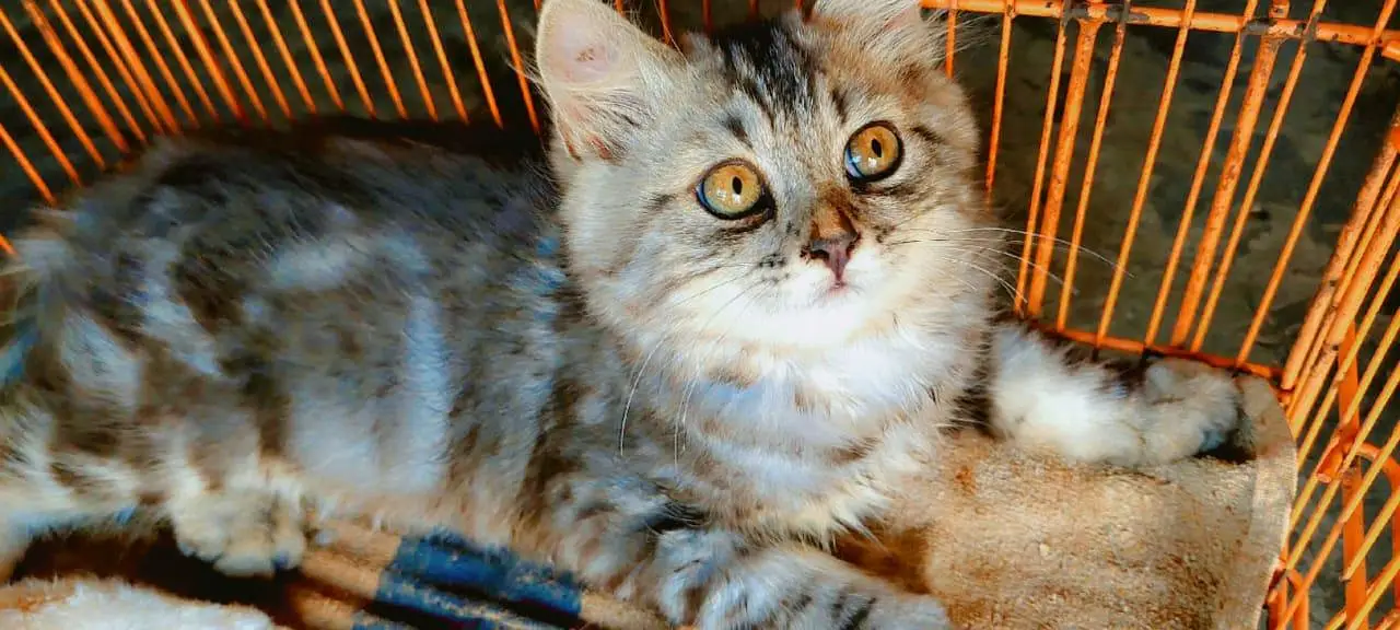 Persian triple coat kittens — photo 3