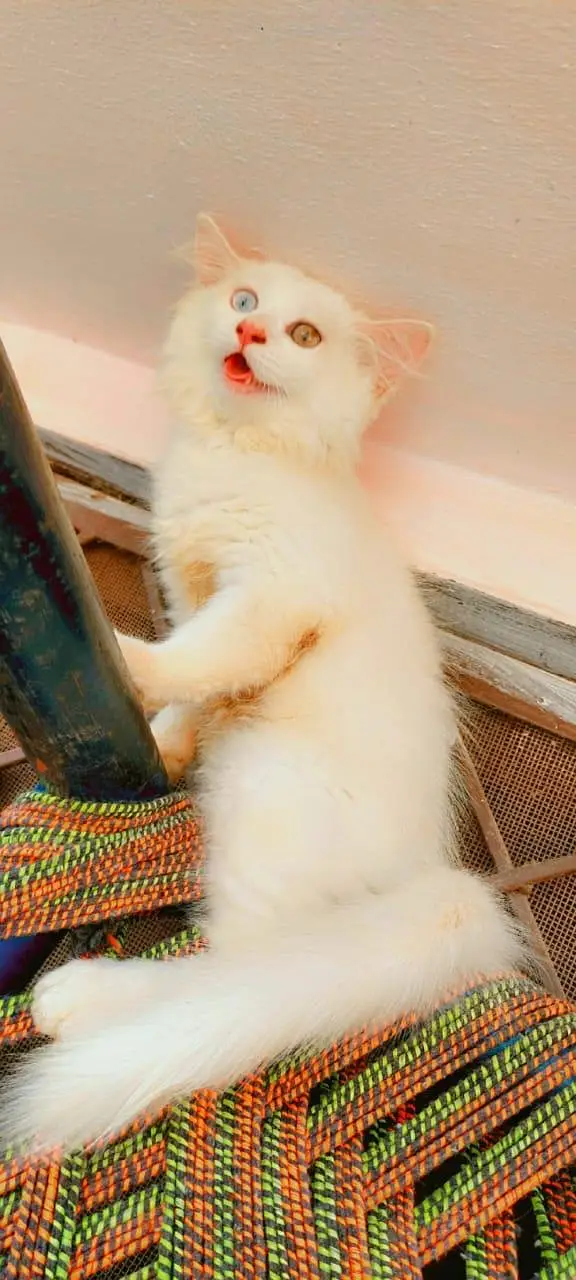 Persian triple coat kittens — photo 4