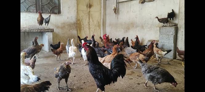 Hens | aseel golden misri Desi hens | Desi hens for sale