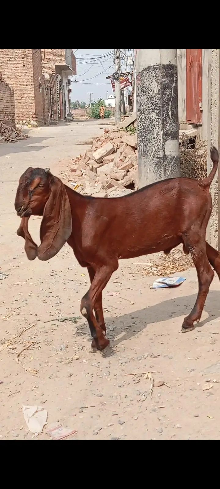 nagra beetal baccha location Faisalabad — photo 3