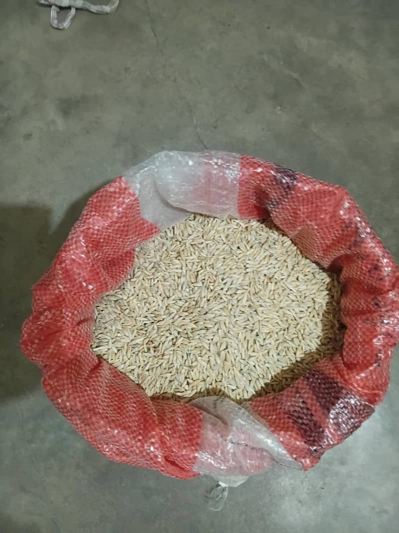 Barley (جو) 0