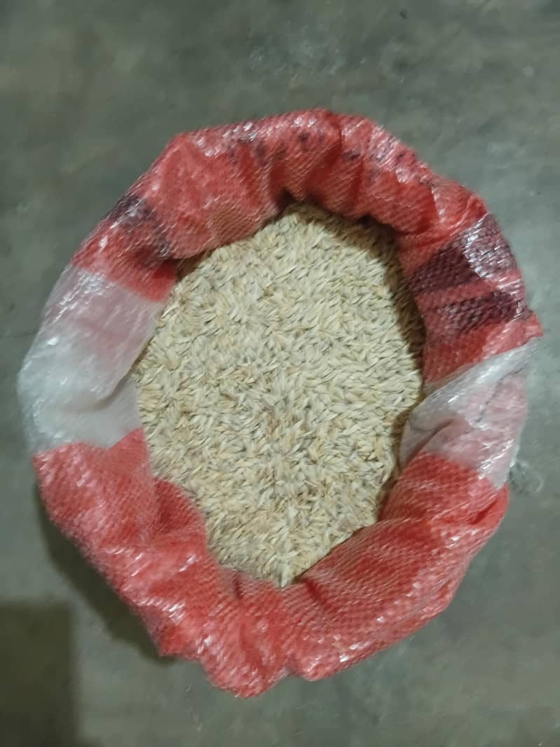 Barley (جو) 1