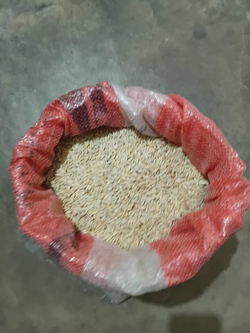 Barley (جو) 2