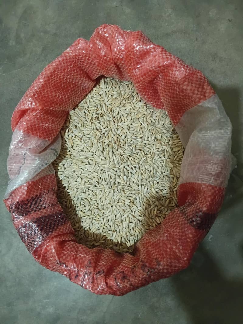 Barley (جو) 3
