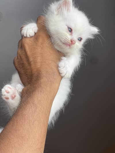 kittens available