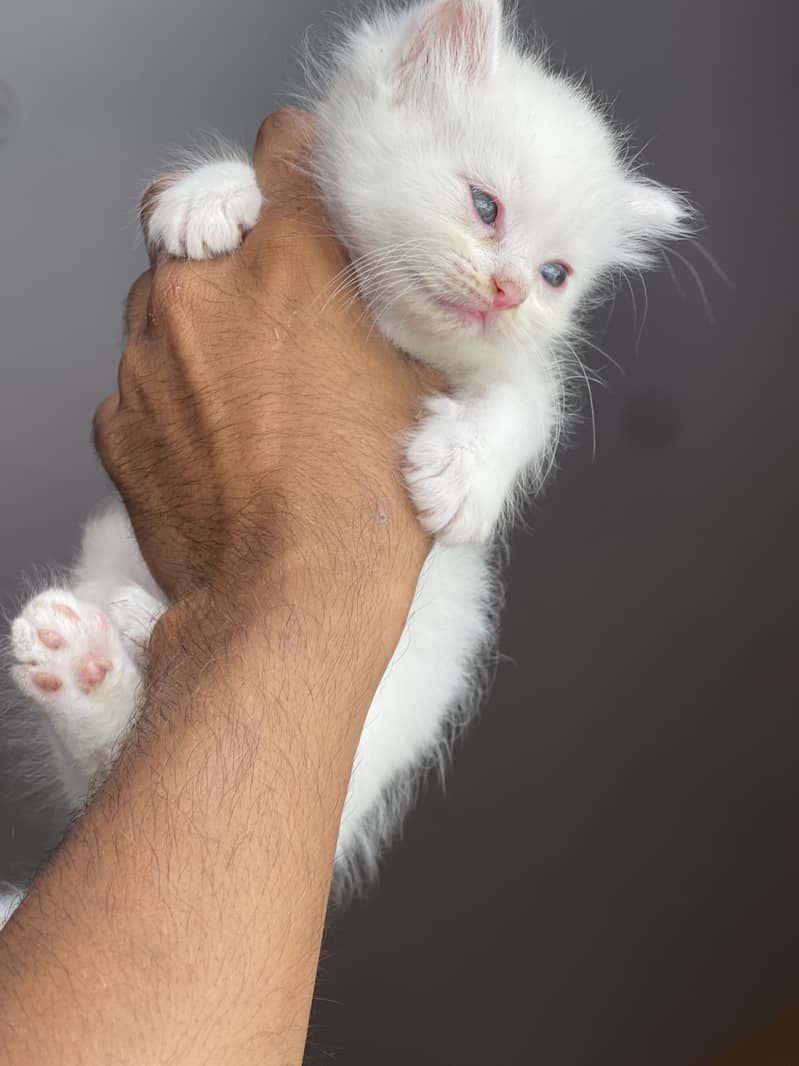 kittens available 0