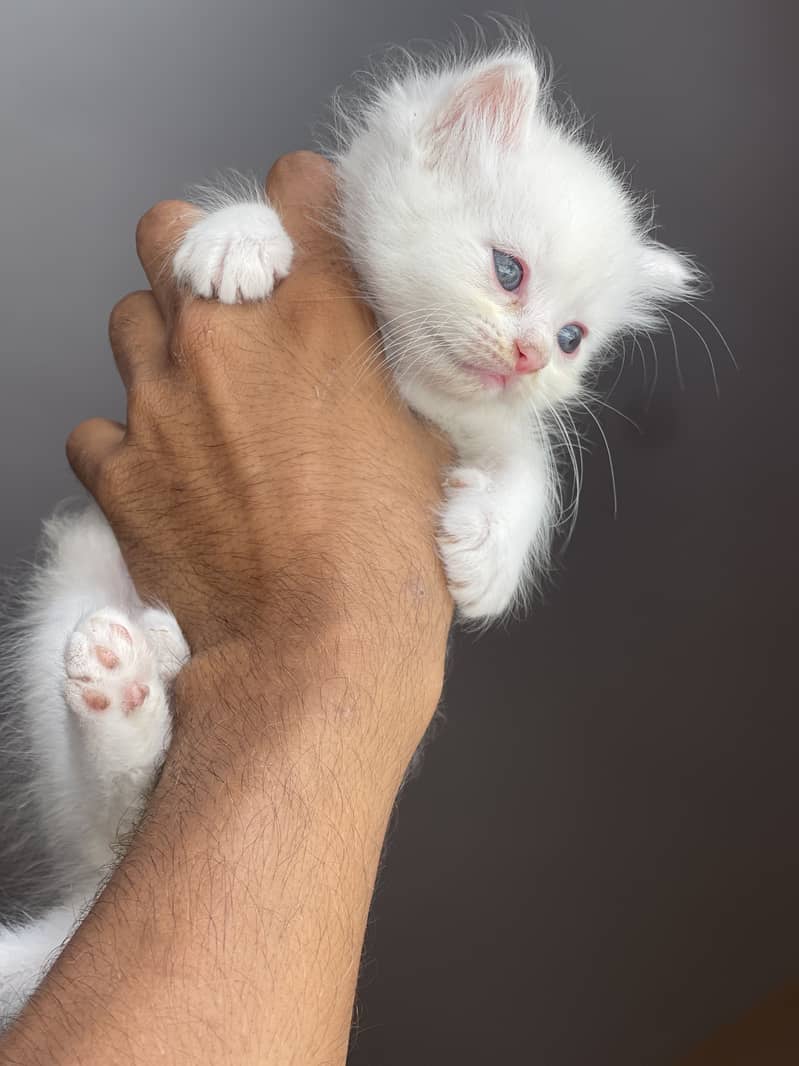kittens available 1