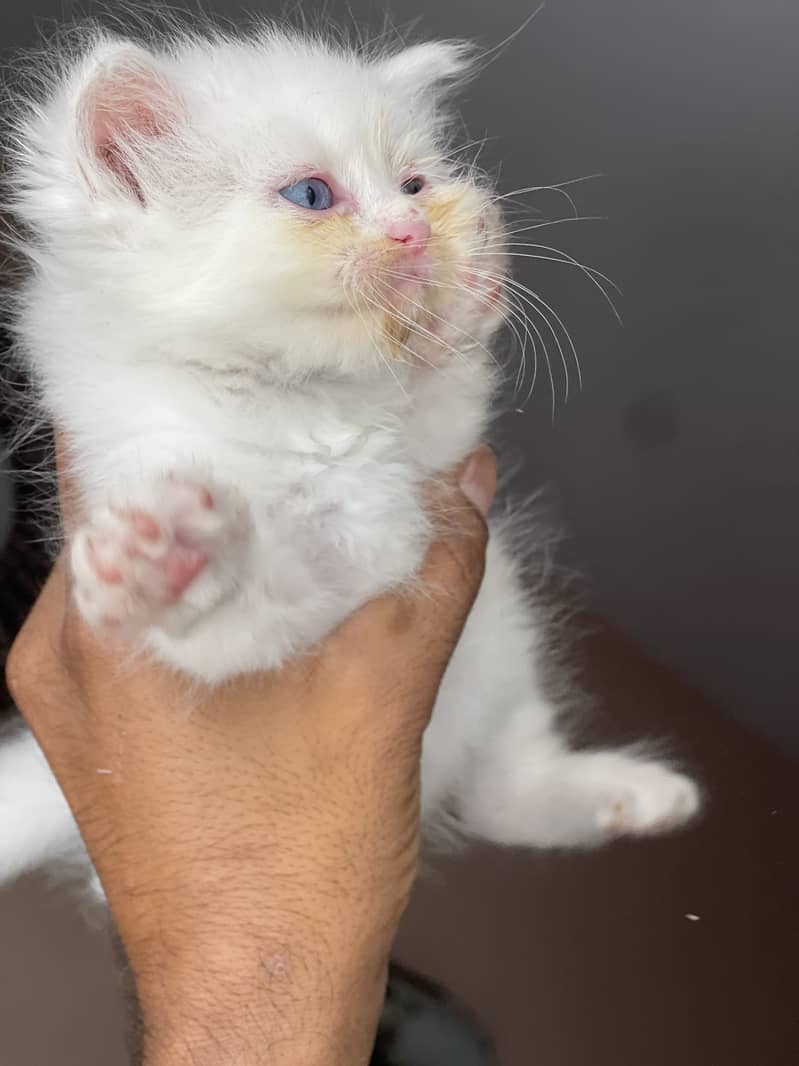 kittens available 2