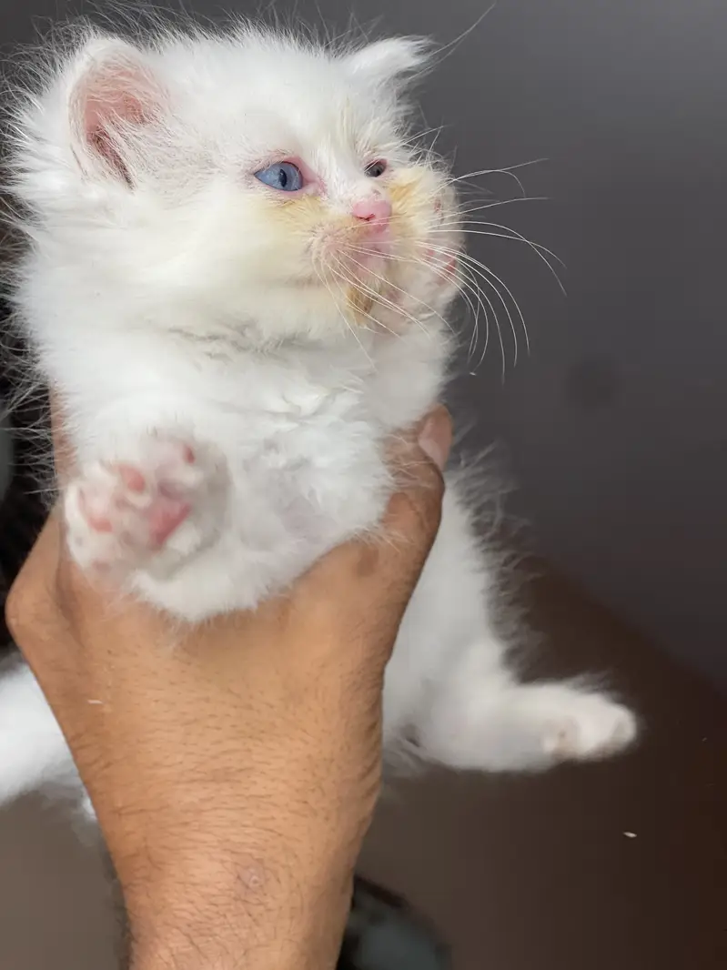 kittens available — photo 3
