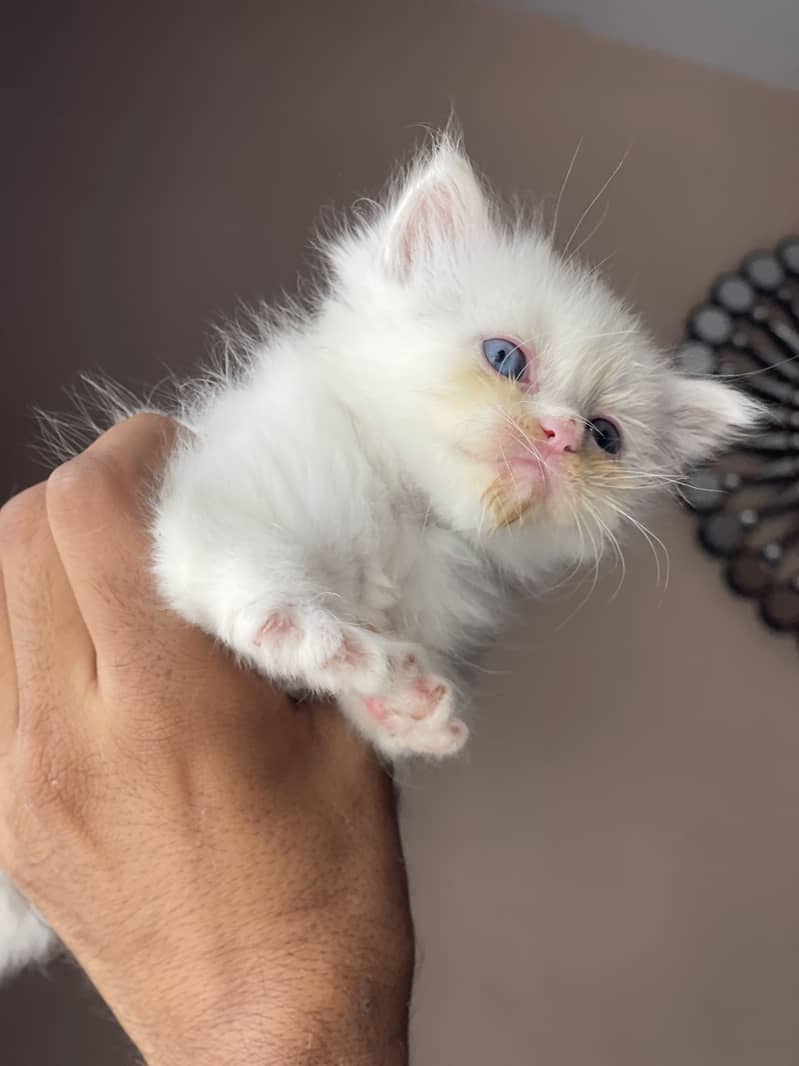 kittens available 3