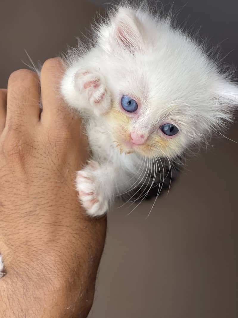 kittens available 4