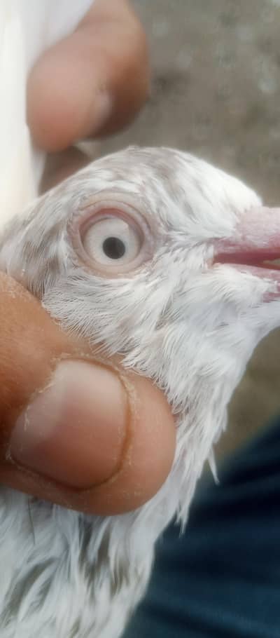 Patti waly kabotar for sale