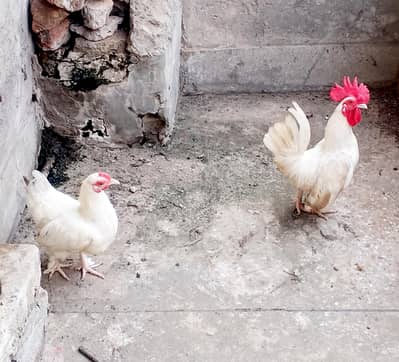 Japanese Bantam Pair