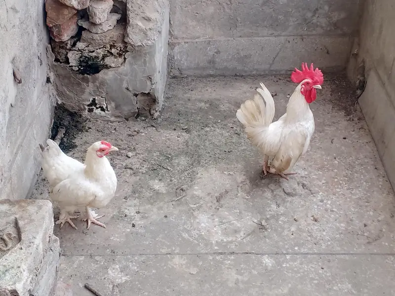 Japanese Bantam Pair — photo 2
