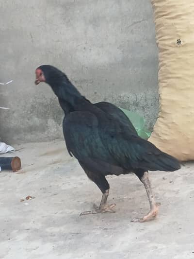 aseel female jet black  contact me whatsApp