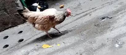 pure dasi murgi kurk hen