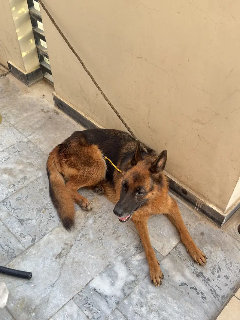 German Shepherd Female — photo 3