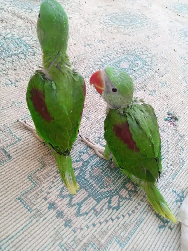 Jumbo size raw parrot chicks — photo 2