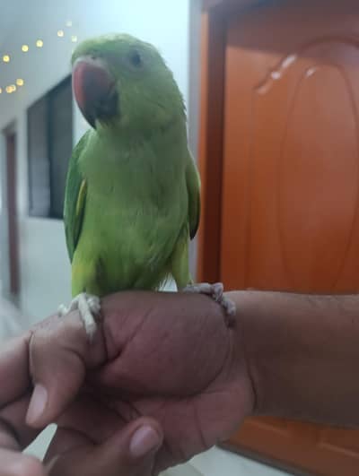 Parrots & Misri Cock Hen